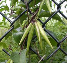 Image result for Vincetoxicum heterophyllum