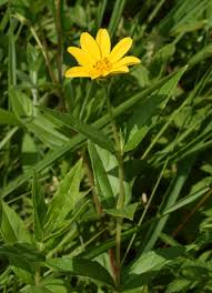 Image result for Aspilia