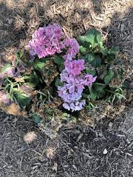 Hydrangeas Forum Why Are Half Of My Hydrangeas Dying Garden Org