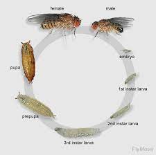 An Introduction To Fruit Flies The Berg Lab