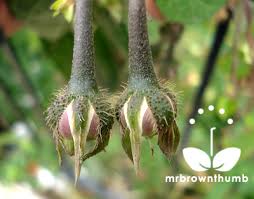 Morning Glory Seed Pods Setting Seeds Morning Glory Seeds Garden Vines Seed Pods
