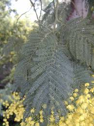 Image result for Acacia dealbata