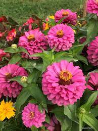 Pin By Evelyn Mcbride On Cicek Zinnias Beautiful Flowers Plants