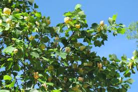 It is part of the magnolia family. Tulip Trees Pros And Cons Tbr News Media