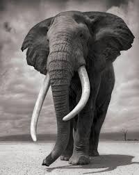Nick Brandt Elephant Photography Elephants Photos Animals Wild