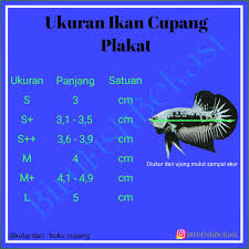 Ikan cupang merupakan ikan petarung yang sangat populer karena keagresivitasnya. Dalam Dunia Percupangan Ukuran Ikan Petani Kecil Guppy Betta Facebook