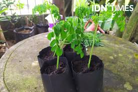 Maybe you would like to learn more about one of these? Cara Menanam Daun Kelor Herbal Yang Mampu Tingkatkan Imun Tubuh