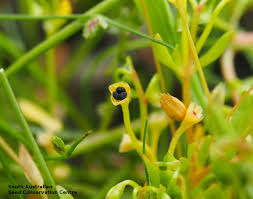 Image result for Montia fontana