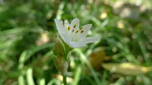 Image result for Nothoscordum borbonicum