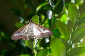 Image result for caterpillar box tree moth inside buxus plant