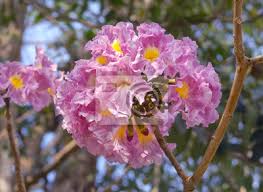 Wir haben bilder über gesammelt eukalyptus bluete lila einschließ. Blume Rosa Blute Fruhling Natur Baum Blumen Blute Garten Leinwandbilder Bilder Flieder Floral Apfel Myloview De