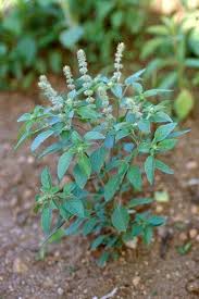 Image result for Ocimum