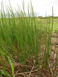 Image result for Eleocharis caduca