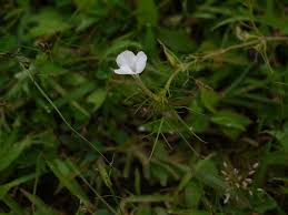Image result for Rhamphicarpa