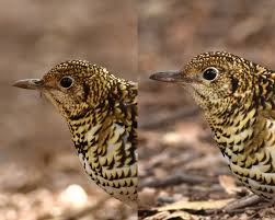 Image result for トラツグミ