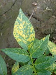 Image result for Alfalfa mosaic virus