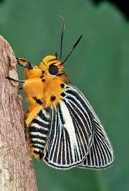Black And White Striped Bee Like Insect Pale Green Awlet Burara Gomata Coeliadinae Hesperiidae Beautiful Butterflies Moth Insects