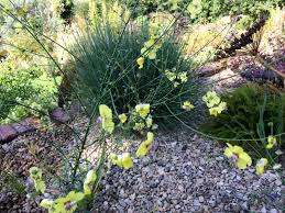 Image result for Verbascum scrophulariifolium
