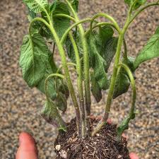 We did not find results for: How To Separate Tomato Seedlings