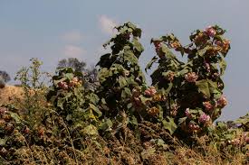 Image result for Malvaceae: Byttnerioideae, Helicteroideae