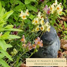 Image result for Landolphia eminiana