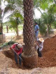 Planting Palms Dave S Garden