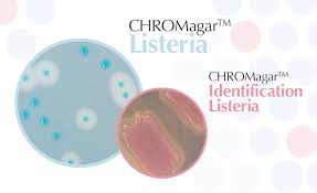 Listeria monocytogenes is a type of bacteria that can cause food poisoning. Chromogenic Media For Listeria Spp And L Monocytogenes