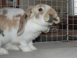 D'autres couleurs et tailles sont possibles sur commande. Divertir Son Lapin Et Enrichir L Environnement Jeux Et Jouets Pour Lapins La Dure Vie Du Lapin Urbain