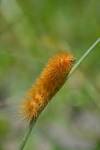 Oleander Caterpillar