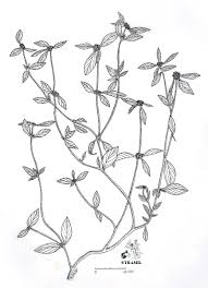 Image result for Spermacoce schlechteri