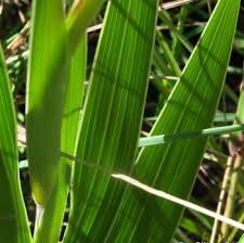 Image result for Gladiolus ecklonii