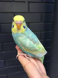 Rainbow Budgie From Ryan S Rainbow Budgies Budgies Parakeet Pretty Birds