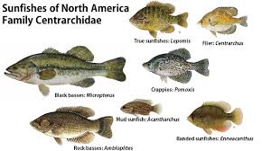 Perch Bream And Sunfish Whats The Difference The