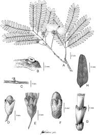 Image result for Cathormion altissimum