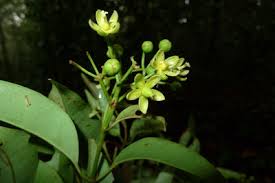 Image result for Vismia orientalis