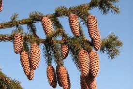 We did not find results for: Norway Spruce Space For Life