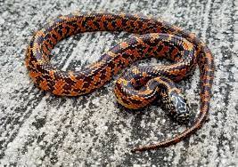 Florida King Snake For Sale Lampropeltis Getula Floridana High Red Mosaic Florida King Snake Snakes For Sale Snake