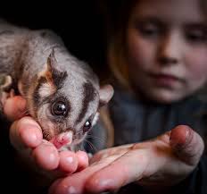 Environment Victoria News