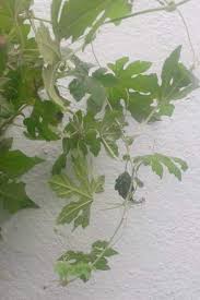 Limited time sale easy return. Growing Bitter Gourd Karela Plant At Home And In Pots Vegetable Gardenerx