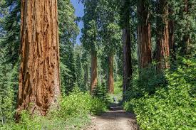In his intimate acquaintance with nature john muir recognized and loved everything that was natural and honest, hut ms interest focused upon the things which represented the most splendid expressions of creative power. Save The Redwoods League To Protect Crown Jewel Of The Remaining Giant Sequoia Forests Save The Redwoods League