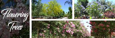 We did not find results for: Top 5 Flowering Trees For Socal Enjoy The Summer Blooms