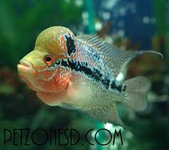 Flowerhorn Diet What To Feed Your Flowerhorn Cichlids Cichlids Water Animals Fish