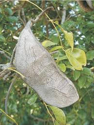 Image result for Erythrophleum