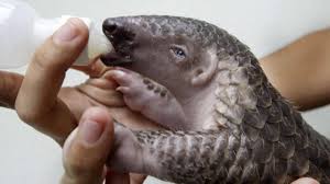 Maybe you would like to learn more about one of these? Chine Saisie Record D Ecailles De Pangolin Mammifere Le Plus Braconne Au Monde Le Vert
