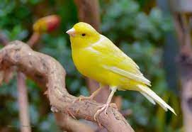 Canario Amarillo Beautiful Birds Bird Small Birds