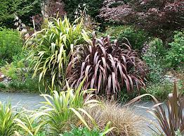 Image result for Phormium