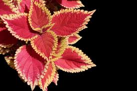 Image result for Coleus foliatus