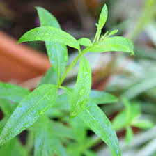 Lemon verbena and lemon balm are two distinct herbs; Growing Lemon Verbena And Keeping It Alive Gardening Mother Earth Living