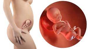 23 Schwangerschafts Woche 23 Ssw Letsfamily