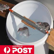 Walk The Plank Mouse Trap Catch Auto Reset Humane Bucket Rat Trap Catch Mice Au Ebay Rat Traps Mouse Traps Mouse Catcher